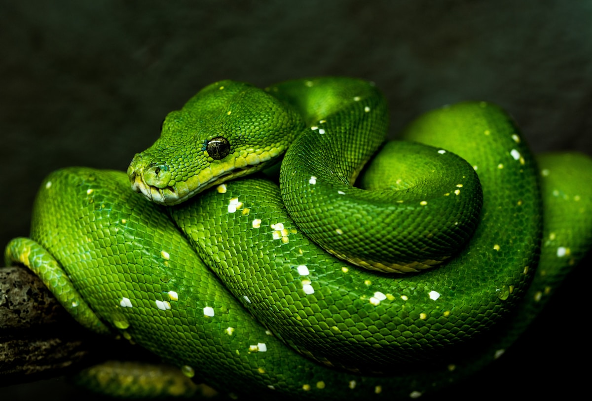 Featured image of post Python 3.13: The Complete Developer's Guide to What Actually Matters